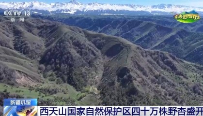 黄元帅苹果的祖先来自这儿 探秘天山“野生林果基因宝库”